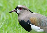 Southern Lapwing